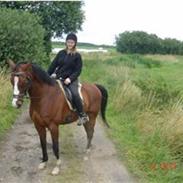 Anden særlig race FairFax Junior