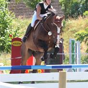 Dansk Varmblod Danger Magic