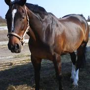 Dansk Varmblod hasti