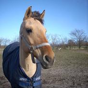 Anden særlig race Mille