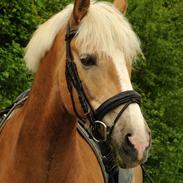 Tyroler Haflinger Ørnhøj Waldorf R.I.P. 