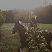 Tyroler Haflinger Ørnhøj Waldorf R.I.P. 