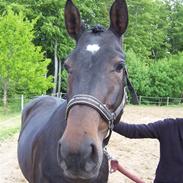 Oldenborg Steffi af Skovvang