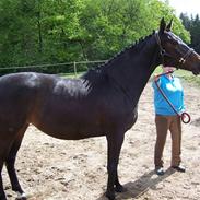 Oldenborg Steffi af Skovvang