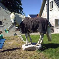 Welsh Mountain (sec A) Edelweis Knold (Dupont)<3