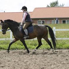 Anden særlig race Ronja (Tidl. hest)