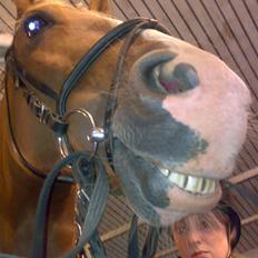 Hollandsk Varmblod nugget *SOLGT*