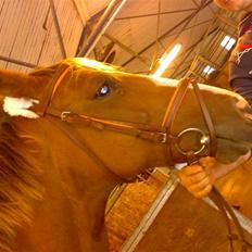 Hollandsk Varmblod nugget *SOLGT*