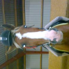 Hollandsk Varmblod nugget *SOLGT*