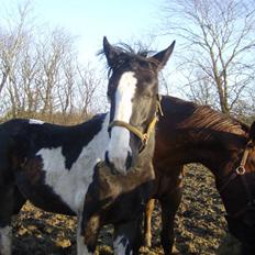 Pinto Solengens Saphir