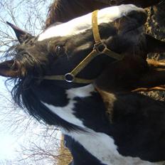 Pinto Solengens Saphir