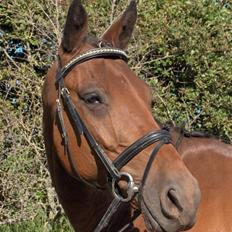 Dansk Varmblod Balluez-BB(død 02.06.08)