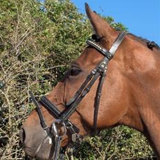 Dansk Varmblod Balluez-BB(død 02.06.08)