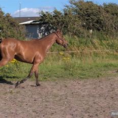 Dansk Varmblod Balluez-BB(død 02.06.08)