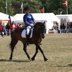 New Forest Elmholts Janeth - SOLGT -