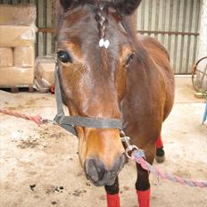 Anden særlig race Charmer