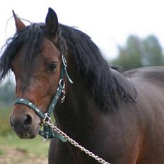 Connemara Hedehusets Bencorr