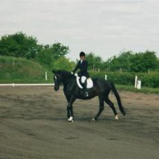 Trakehner Åkildens Verona *RIP