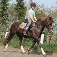 Welsh Pony af Cob-type (sec C) Maylie Selwyn kåret Hings