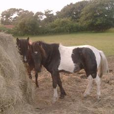 Shetlænder prins (solgt)