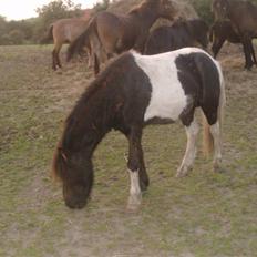 Shetlænder prins (solgt)