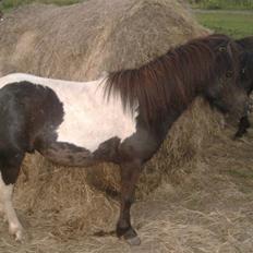 Shetlænder prins (solgt)