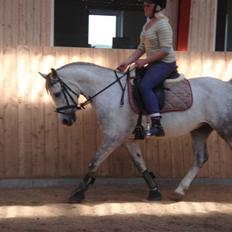 Welsh Pony af Cob-type (sec C) Figo