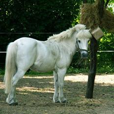 Welsh Mountain (sec A) kleinhans  *solgt*