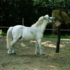 Welsh Mountain (sec A) kleinhans  *solgt*