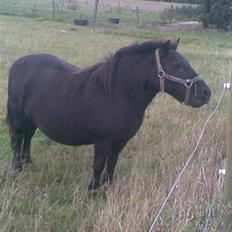 Shetlænder Tarzan. 