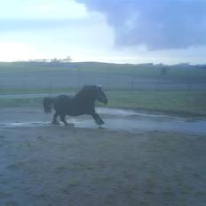 Shetlænder Tarzan. 