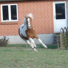 Islænder Auðna *SOLGT*