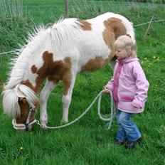 Islænder Auðna *SOLGT*