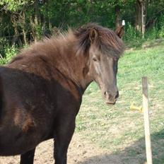 Islænder Hnísa fra Them