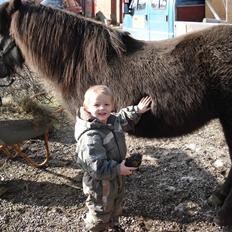 Islænder Hnísa fra Them