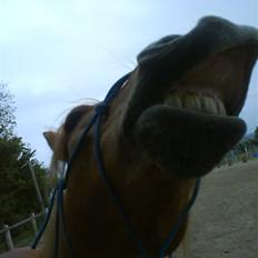 New Forest Krogholms Rollo 