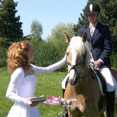 Tyroler Haflinger Ørnhøj Waldorf R.I.P. 