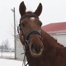 Dansk Varmblod Starlight´s Player  >Himmelhest<