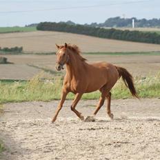 Dansk Varmblod Starlight´s Player  >Himmelhest<