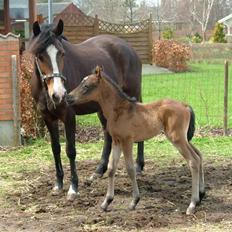 New Forest Holmens Amanda