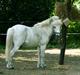 Welsh Mountain (sec A) kleinhans  *solgt*