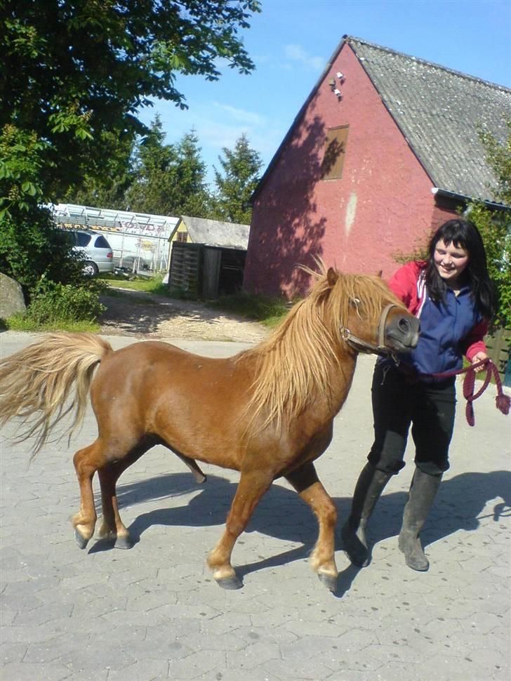 Miniature victor *død* - en lidt hingstet victor. *var ude at trække sammen med en hoppe* billede 14