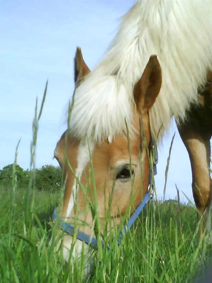 Haflinger Andy kastanjegaard*solgt* - Andy du er SÅ DEJLIG . :D billede 17