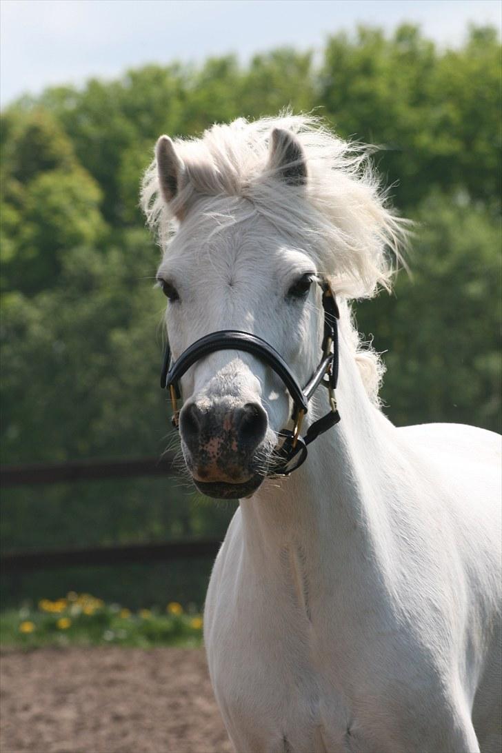 Welsh Mountain (sec A) Edelweis Knold (Dupont)<3 - Velkommen til Edelwies Knold´s profil. >>Foto: Michael<< Billedet må ikke kopiers. billede 1