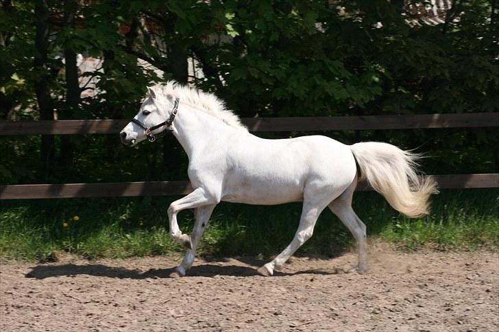 Welsh Mountain (sec A) Edelweis Knold (Dupont)<3 - Dupont i galop. >>Foto: Michael<< Billedet må ikke kopiers. billede 6