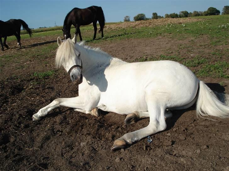 Welsh Mountain (sec A) Edelweis Knold (Dupont)<3 - Ligger på marken. >>Foto: mig<< Billedet må ikke kopiers. billede 8