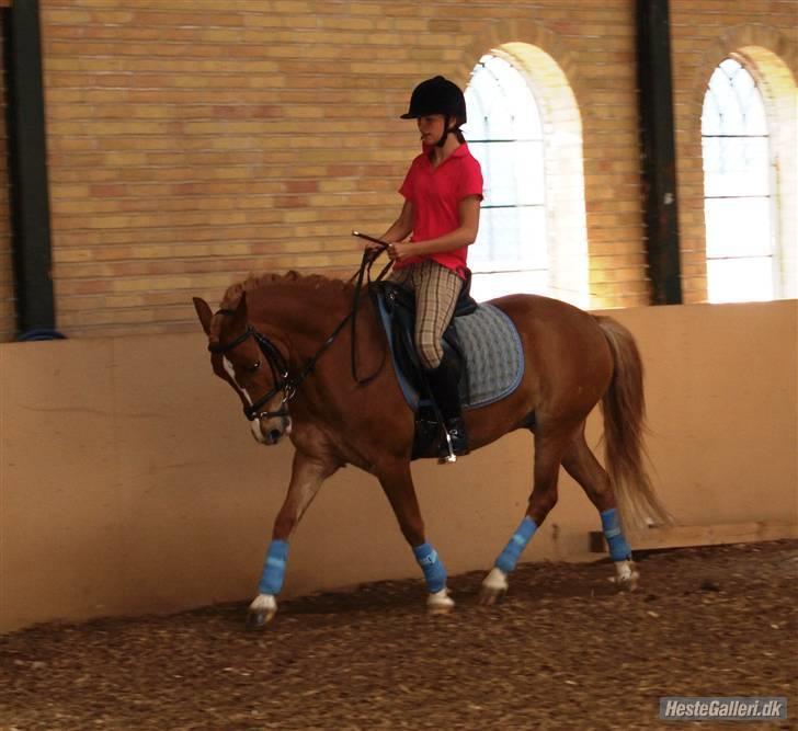 Anden særlig race Lucky Boy <3 -  sommeren 09 Ejsbøl Ridecenter<3  billede 1