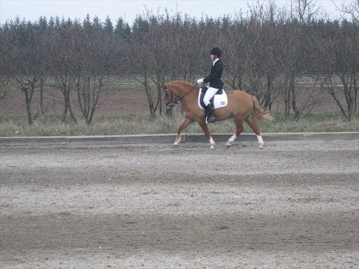 Anden særlig race Lucky Boy <3 - Tronsø og landbrugsskolens ryttertræf , lb2 66,15 % 1. plads <3 billede 3