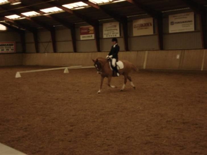 Anden særlig race Lucky Boy <3 - Stævne i Hammelev, lb1 ;D billede 4