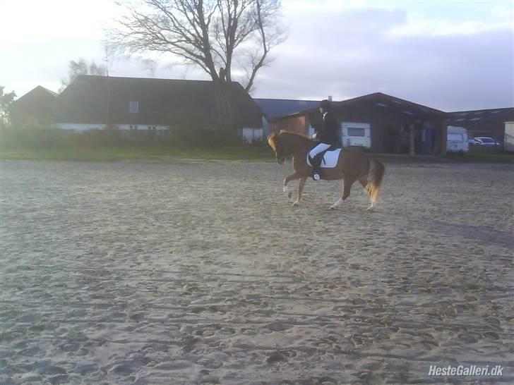 Anden særlig race Lucky Boy <3 - Stævne i Revsø, første La1 ;ii Opvarmning <3 billede 5